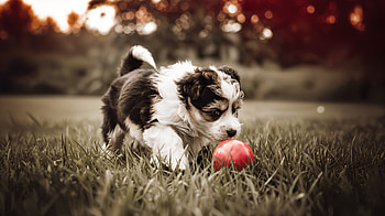 Cute Puppy Playing in Grass - Ultra, cute, dog, puppy, playing, grass HD wallpaper