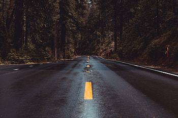 Nature, Road, Turn, Markup, Forest, Wet, Asphalt HD wallpaper