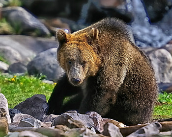 *** Grizzly bear ***, animal, grizzly, bear, animals HD wallpaper