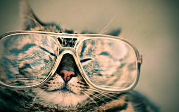 Cool Cat HD wallpaper