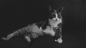 Animals, Cat, Lies, Bw, Chb, Cool HD wallpaper