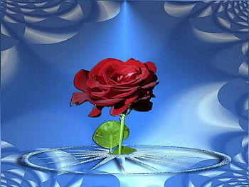 Rose, blue, water, 3d HD wallpaper
