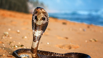 King Cobra, Care sheet, Reptile pet, Cove habitat HD wallpaper