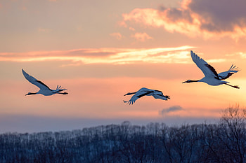 Cranes, Beautiful birds, Pet birds, Bird graphy HD wallpaper