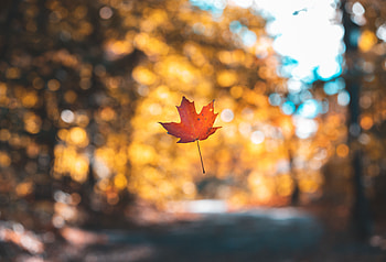 Nature, Autumn, Blur, Smooth, Sheet, Leaf, Maple, Levitation HD wallpaper