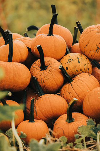 Nature, Grass, Autumn, Pumpkin, Harvest, Vegetable HD phone wallpaper