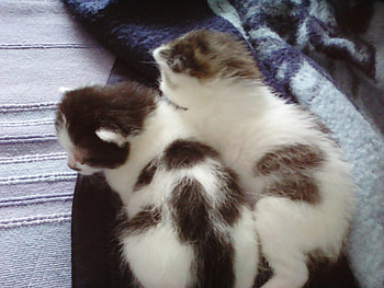 kittens, cats, cute, gray HD wallpaper