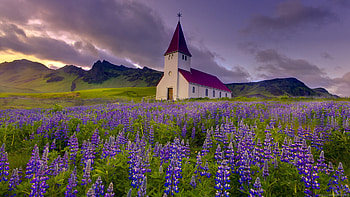 Bluebonnet, Lupine field, Church background, Captivating scene HD wallpaper