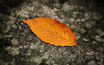 Nature, Background, Autumn, Sheet, Leaf, Earth, Land, Grey HD wallpaper