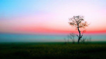 Sunrise, fog, nature, blur HD wallpaper