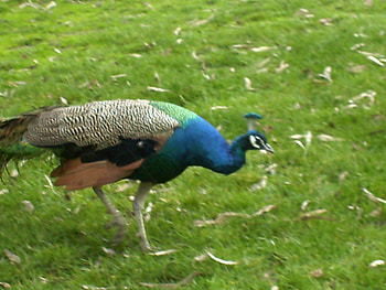 Rainbow Peacock, grass, beautiful, bird, rainbow HD wallpaper