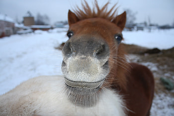 Animals, Muzzle, Horse, Nose HD wallpaper