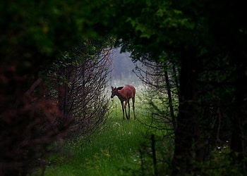 misty forest, roe, misty, forest, dark HD wallpaper