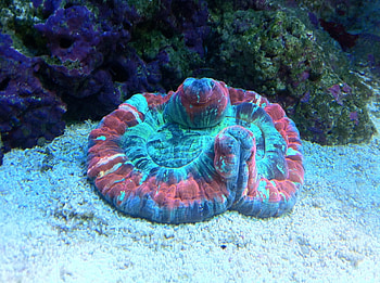 Brain Coral, nature, coral, water, brain HD wallpaper
