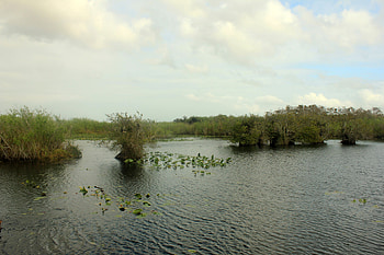 Everglades National Park, collection, Wikimedia Commons, Explore now HD wallpaper
