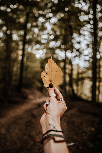 Autumn, Hand, Miscellanea, Miscellaneous, Dry, Leaflet HD phone wallpaper