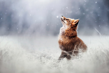 Winter Whisper: Fox in Snowy Serenity, Animal, fox HD wallpaper