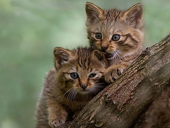 Animals, Cats HD wallpaper