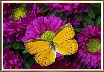 FRAMED BUTTERFLY, NATURE, BUTTERFLY, FRAMED HD wallpaper