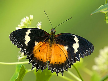 Lacewing, black, butterfly, orang HD wallpaper