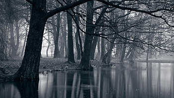 Mystic Park Dark Forest & Sea HD wallpaper