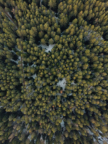 Nature, Trees, Snow, View From Above, Forest HD phone wallpaper