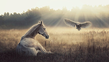i dream a dream, horse, fantasy, owl, dream HD wallpaper