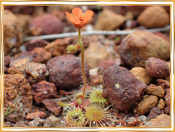 FRAMED FLOWERS, FLOWERS, NATURE, FRAMED HD wallpaper