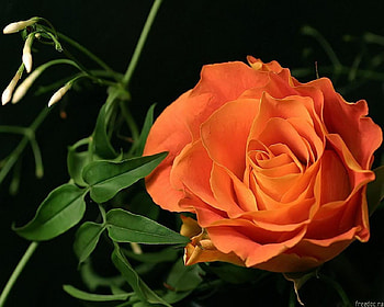 Orange rose, rose, nature, orange, flower HD wallpaper