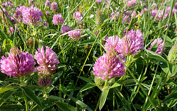 Clover, Latvia, pink, flowers, meadow HD wallpaper