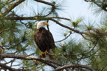 Animals, Bird, Branches, Spruce, Fir, Predator, Eagle HD wallpaper