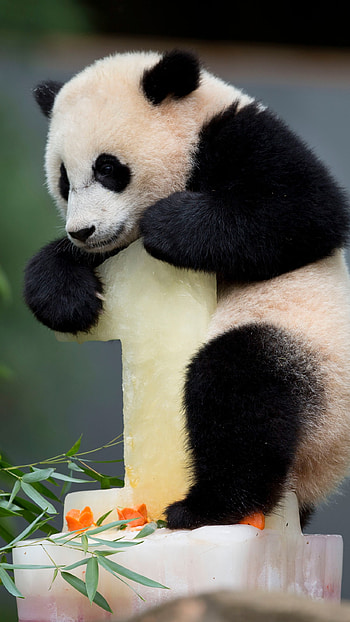 Panda, White Black Panda HD phone wallpaper