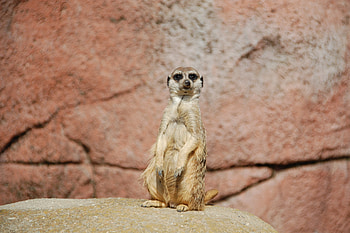 Animals, Cool, Sits, Is Sitting, Meerkat, Surikat HD wallpaper