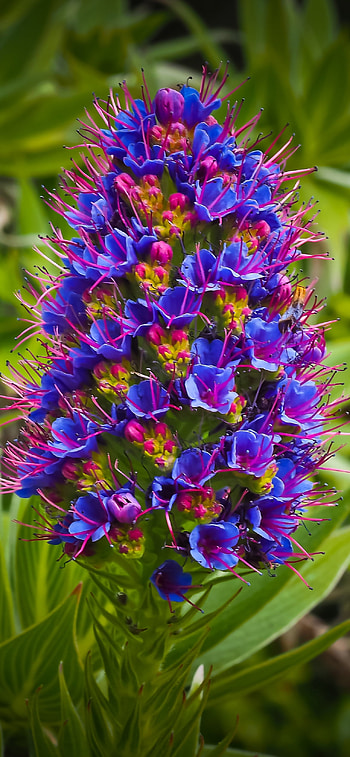 Exotic Flower, nature, flower HD phone wallpaper