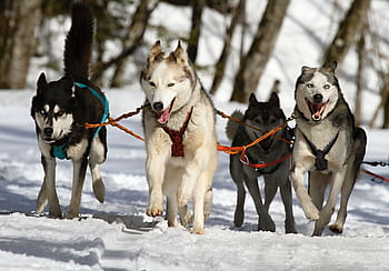 Four Siberian Huskies running in a winter wonderland, perfect for adventure themes. HD wallpaper