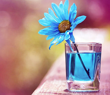 beautiful flower, blue, still life, graphy, cool, flowers HD wallpaper