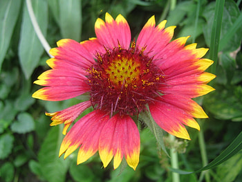 Plants, Flowers HD wallpaper