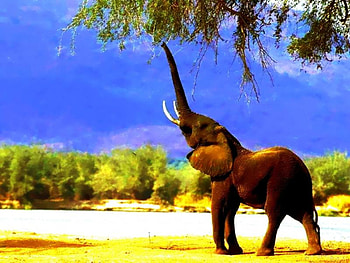 Protect them, hunted, protected, endangered, wwf HD wallpaper