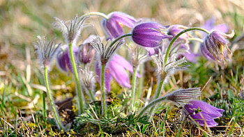 Pulsatilla, plant, flower, nature, beauty HD wallpaper