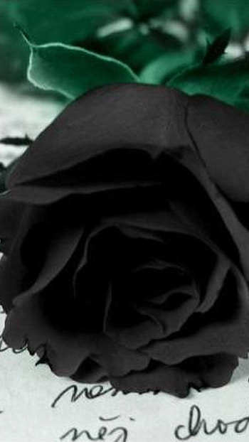 Black Rose, Love Letter, Background HD phone wallpaper