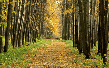 Landscape, Trees, Autumn HD wallpaper