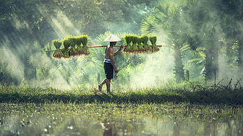 Rice filed, Farms HD wallpaper