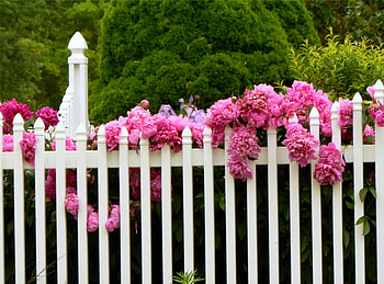 Along the fence, pink, white, flowers, fence HD wallpaper