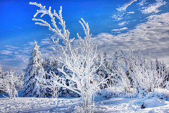 Winter, snowy layer, trees, forest HD wallpaper