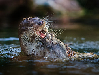 smiling in the water, smiling, wild, water HD wallpaper