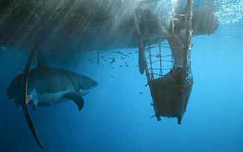 Kon-Tiki, Movie HD wallpaper