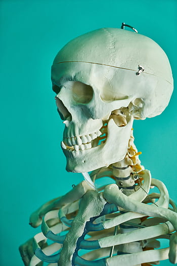 Detailed of a human skeleton model against a turquoise backdrop. HD phone wallpaper