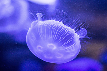 Animals, Lilac, Jellyfish, Underwater World, Tentacles HD wallpaper