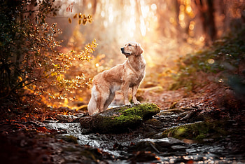 Golden Retriever, , Dog pet HD wallpaper