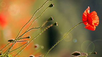 Flower, Macro, Light, Light Coloured, Stem, Stalk, Poppy HD wallpaper